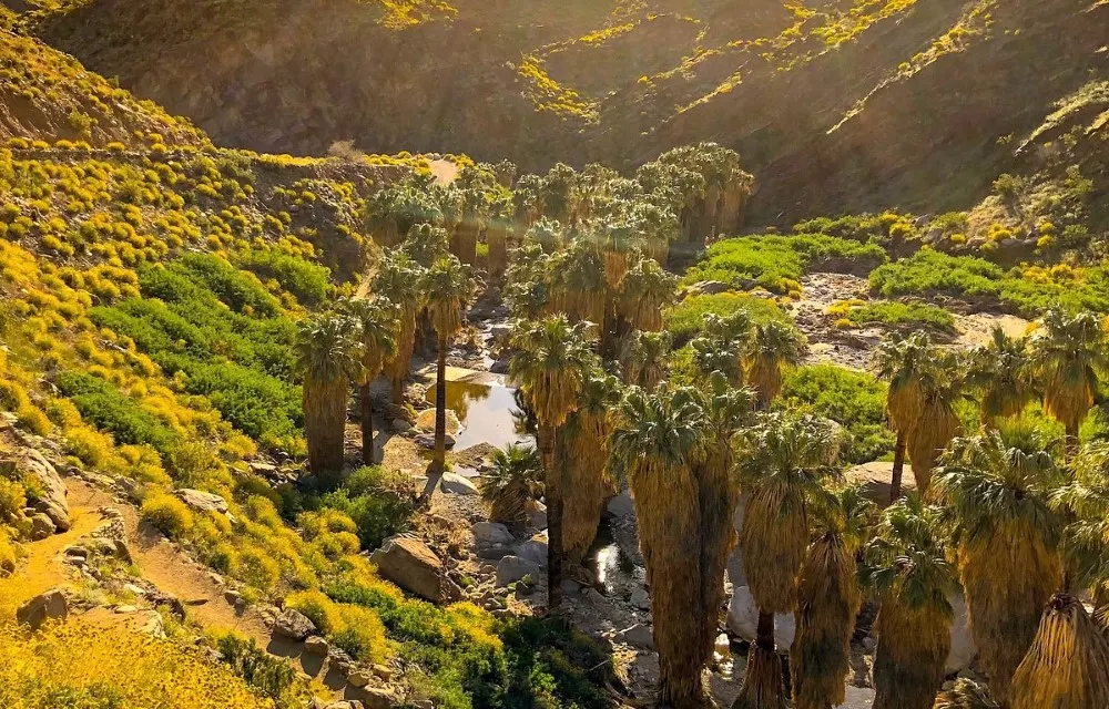 Indian Canyons in Palm Pictures