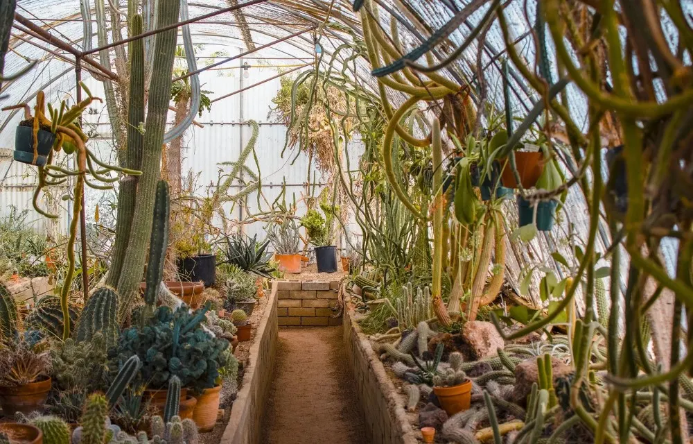 Moorten Botanical Garden in Palm Pictures